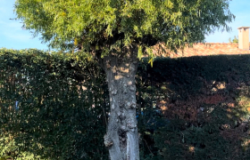 Elagueur Semalens